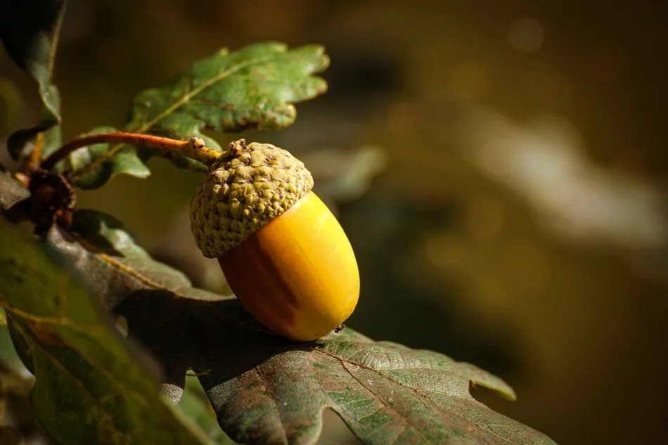 Biblical Acorn