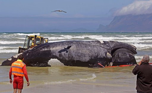 blue whale south africa bitten in half