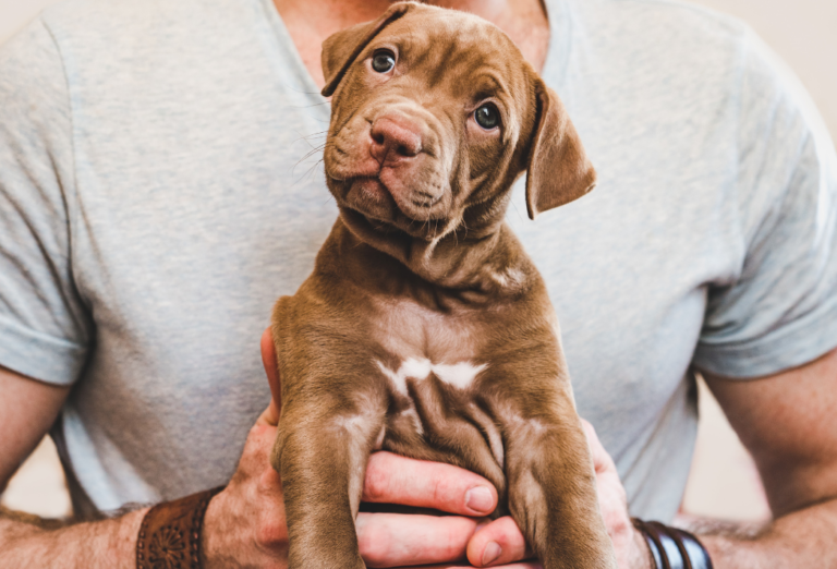 8 Ways to Choose a Pet Store Online That’s Really Worth It